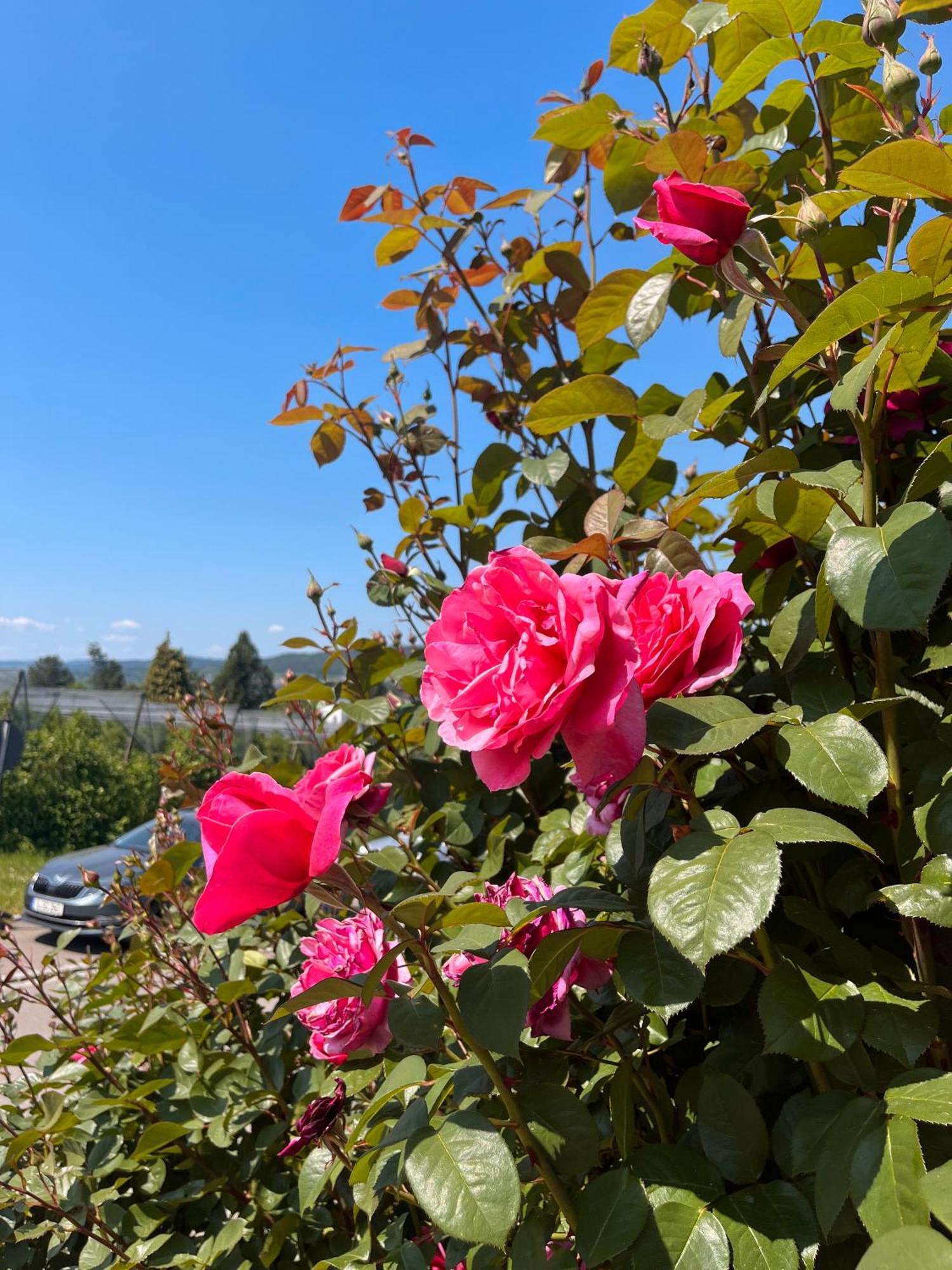 Ferienwohnungen Im Rosengarten Bodman-Ludwigshafen Exteriör bild