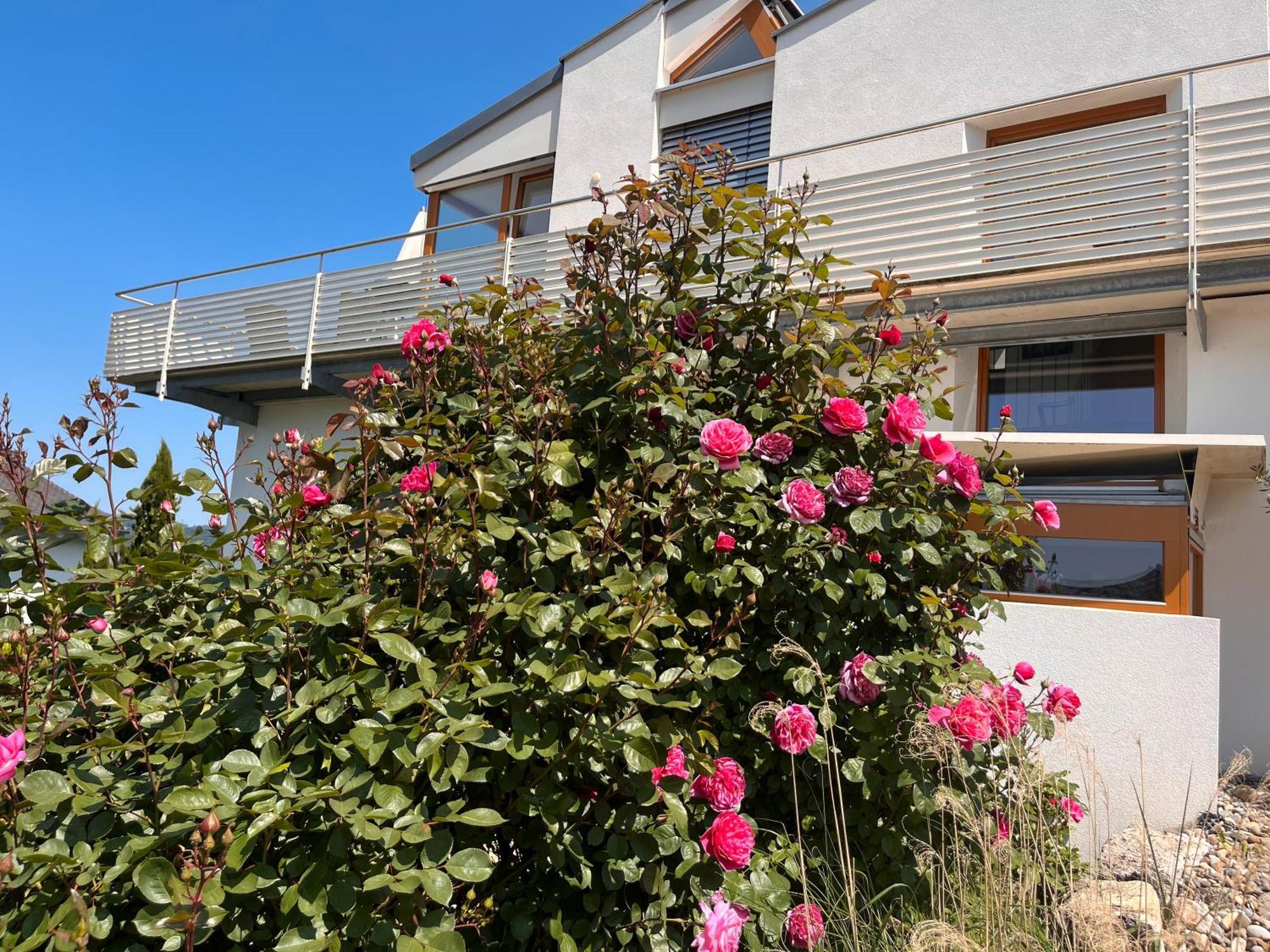 Ferienwohnungen Im Rosengarten Bodman-Ludwigshafen Exteriör bild